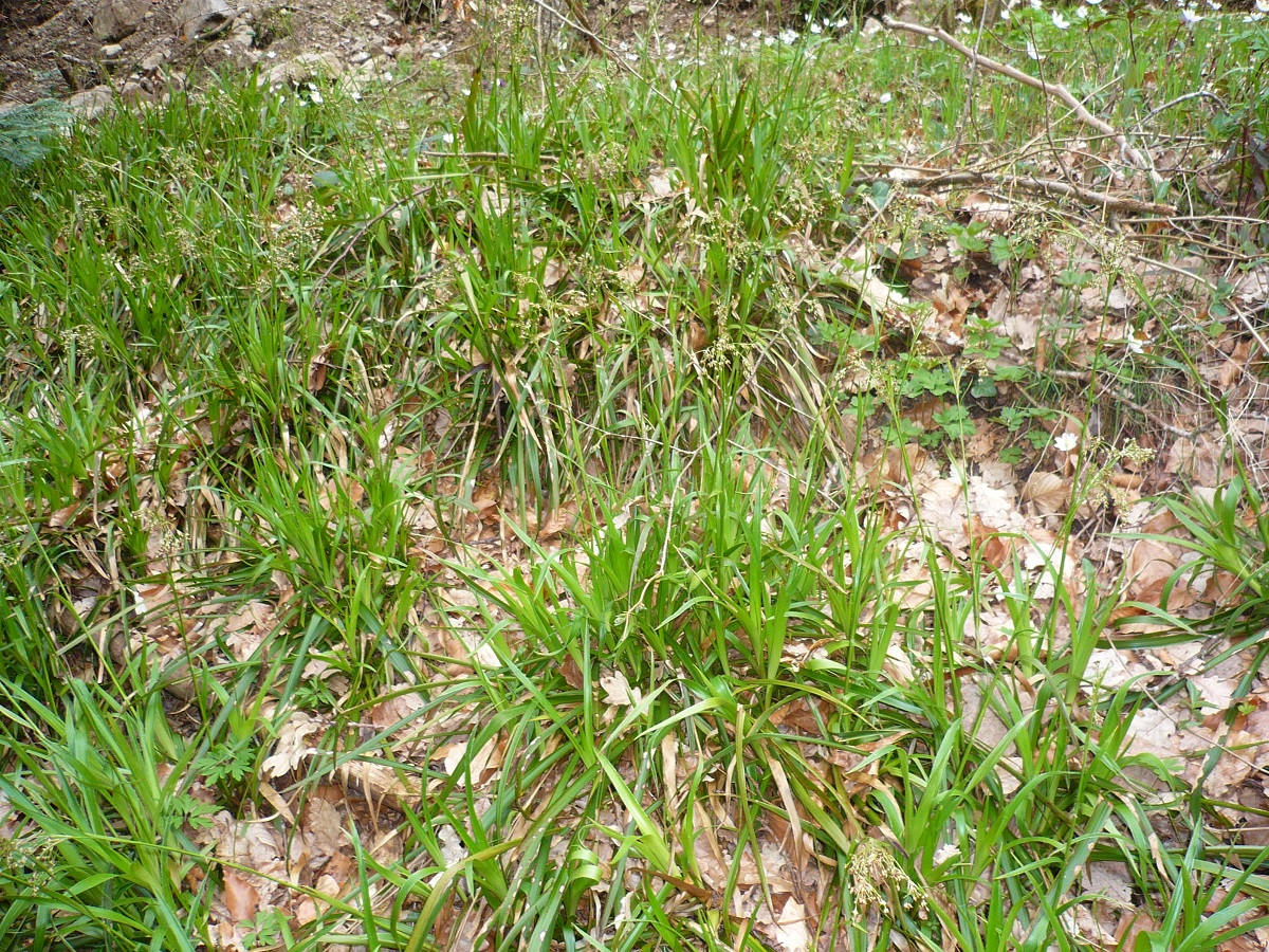 Luzula sylvatica subsp. sylvatica (Juncaceae)